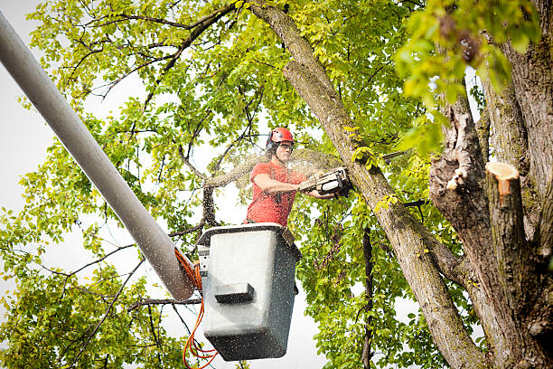 The Steps Involved in Our Tree Care Process in Strodes Mills, PA